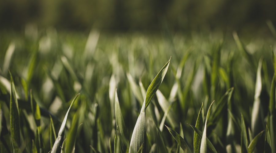 Agriculture biologique